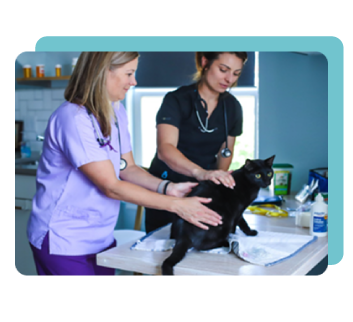 USCI Veterinary Assistant Curriculum